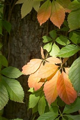 leaves turning red.jpg